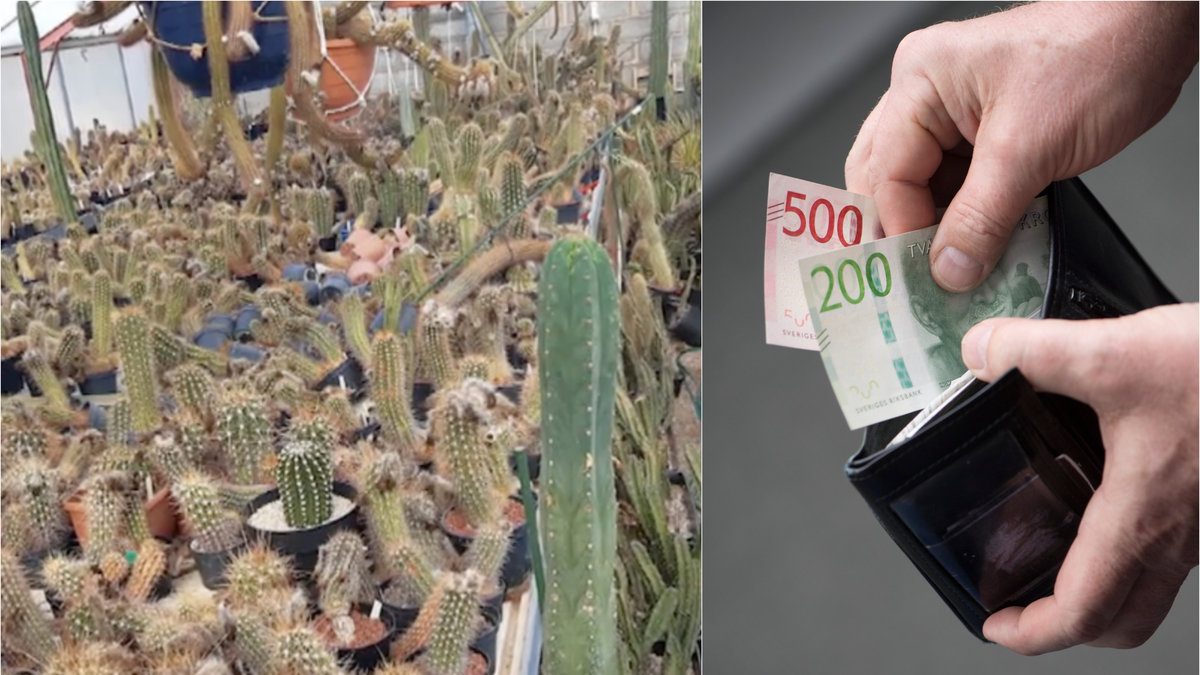 I tisdagens "Efter fem" i TV4 visar det sig att två kompisar köpt 10 000 kaktusar 